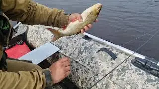 Топляки что это? От куда? Северные реки с торляками, лодка MISHIMO, мотор YAMAHA