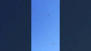стрижи в Новокузнецке