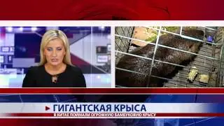 Гигантская крыса
