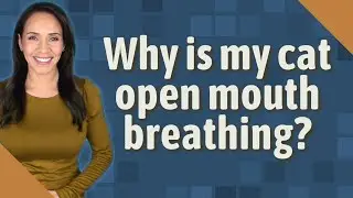 Why is my cat open mouth breathing?