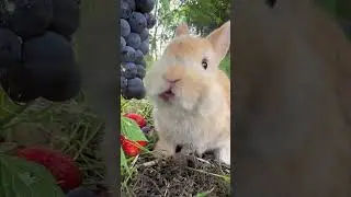 A cute rabbit eating grapes.A beautiful moment #5090 - #shorts,#rabbit