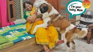 My Dog gets jealous when mom loves a Fluff Toy instead of him | Jealous Dog reaction