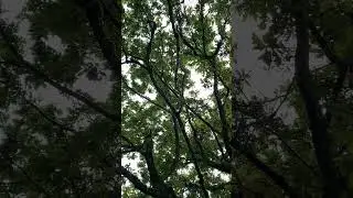 During the rain under the branches of an oak tree