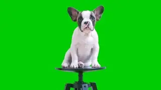 Cute Puppy Sitting on a Stool Green Screen Background video HD