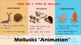 MOLLUSKS (Animation)