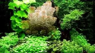 Дизайн аквариума на 100 литров от Tropica