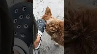 बेचारे को खुजली हो रही थी
