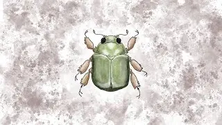 music for bugs - scarab beetle