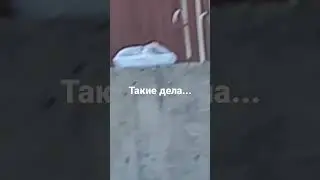 Кто-то ОСТАВИЛ ШАШЛЫКИ НА УЛИЦЕ!! И теперь на него, СЛЕТАЮТСЯ ОСЫ!!