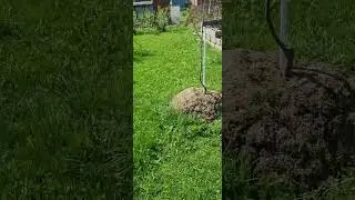 Первая бабочка 