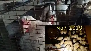 Рыжий Петух + Белые Куры итог смешивания разный пород Кур