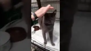 Кот на ремонте   Cat under repair