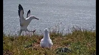 Albatross Attempts Landing, Fails Spectacularly! #RoyalCam | NZ DOC | Cornell Lab