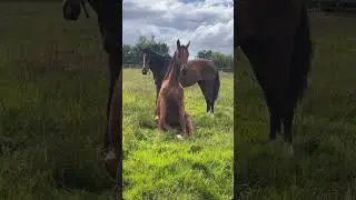 Horse sit like kangaroo 