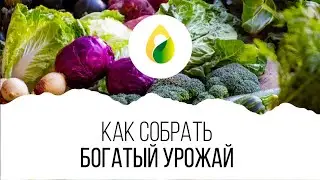 КАК СОБРАТЬ БОГАТЫЙ УРОЖАЙ 🥗 