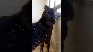 Фенрюха 