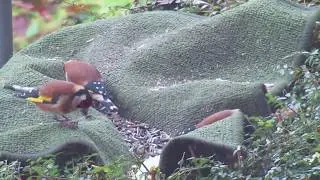 oiseaux du jardin  le CHARDONNERET