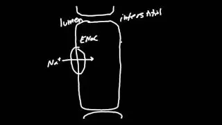 Amiloride Diuretics Made Simple