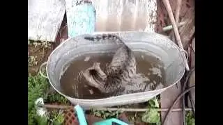 Кот ловит рыбку в тазу.