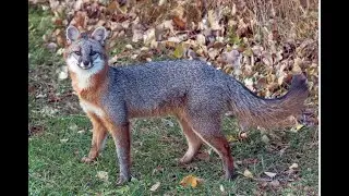 Grey Fox at Night #greyfox #fox #animals #ontario