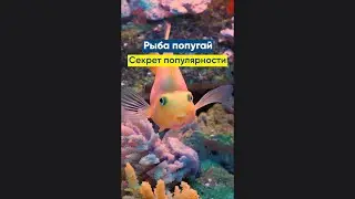 Рыба попугай - секрет популярности 