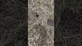 Первые всходы льна масличного посеяного в залеж👌🏻