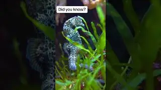 Male seahorses give birth! #wildlife #naturepbs #seahorse #ocean