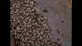 7 пасека лечим болезнь гнилец