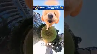 Собачки на камеру 360° 😂🥰 #истории #история #новости #новость #shorts