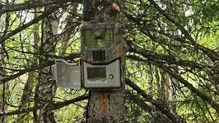 Снимаю видео с фотоловушек в лесу