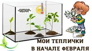 Черенки и листики комнатных растений в начале февраля. Мои приятные будни цветовода