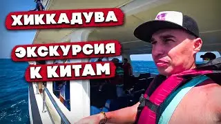 Хиккадува / Дельфины / Киты / Касатки / Черепахи / Катания по Индийскому Океану / Шри Ланка 2022