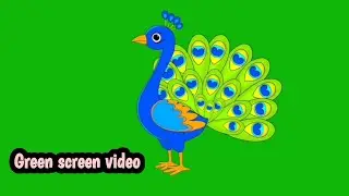 green screen video | peacock green screen | cartoon green screen