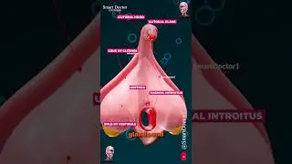 Clitoris Anatomy - in a State of Arousal | As You've Never Seen it Before ♀️🔥