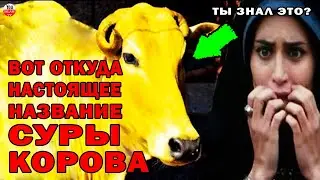 НАСТОЯЩАЯ ИСТОРИЯ СУРЫ АЛЬ БАКАРА, КОТОРУЮ ЗНАЮТ НЕ ВСЕ! КТО БЫЛ ХОЗЯИНОМ КОРОВЫ? Коран аят хадис