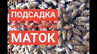 Подсадка чистопородных, репродуктивных маток