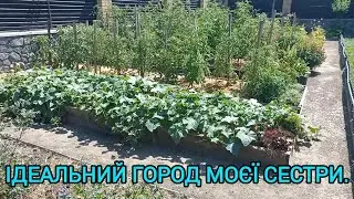 І на Маленькому Городі можна Зібрати Супер Врожай🍅🍆🫑Город МОЄЇ СЕСТРИ#город#овочі#доглядзаовочами