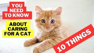 10 Things You Need to Know About Caring for a Cat / Cat Care / Cat Grooming / Cat Grooming Guru