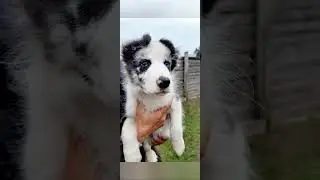Kisses of Angel бордер коллі цуценята