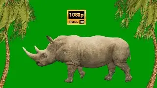 Rhinoceros running animation on Green Screen Background Video