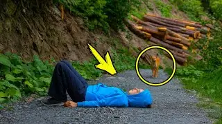The homeless dog was afraid of people. Then the girl came up with an incredible trick!
