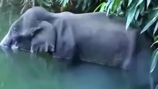 Heartbreaking Video of Kerala Elephant Death💔💔😫