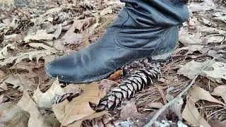 ASMR! Boot Stepping on a Pine Cone in Slow Motion