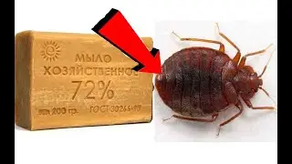 Как избавиться от вшей С 1 раза!