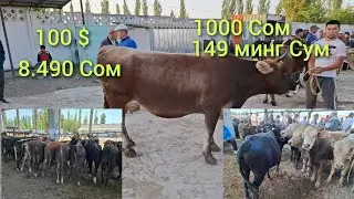 Кыргызстан Учкун мол бозори нархлари узимга 12 та букача 1та бугоз олдим