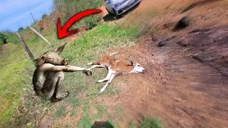 ESSA CRIATURA MEDONHA ESTA MATANDO OS ANIMAIS DOS FAZENDEIROS