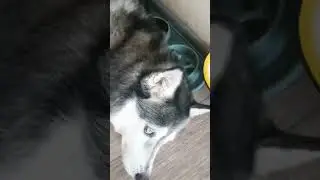 Слабоумие и отвага