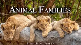 Animal Families 4k - Adorable Scenes Of Wild Animal Families | Scenic Relaxation Film