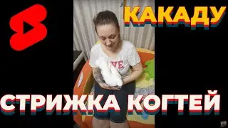 стрижка когтей попугая Какаду Альба. наши домашние питомцы, большой попугай