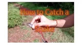 How to catch a Snake [2014]